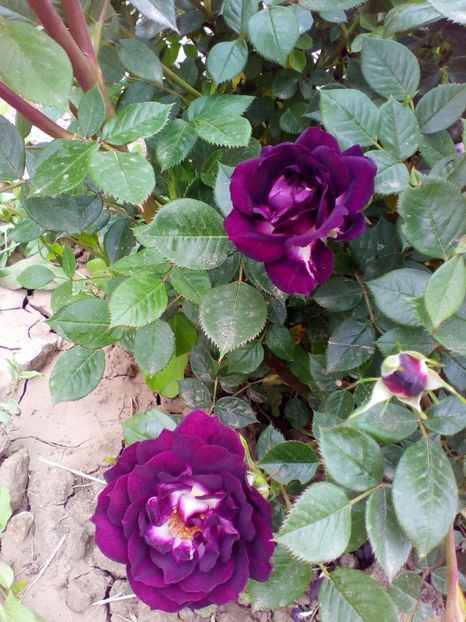  - curtea cu toate cele 2017