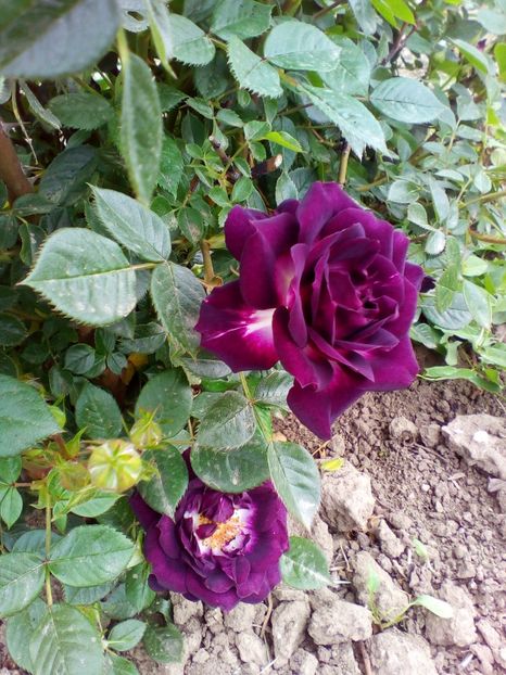  - curtea cu toate cele 2017