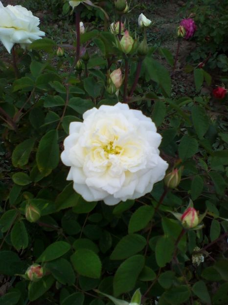  - curtea cu toate cele 2017