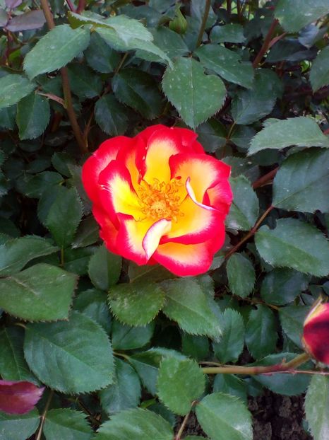  - curtea cu toate cele 2017