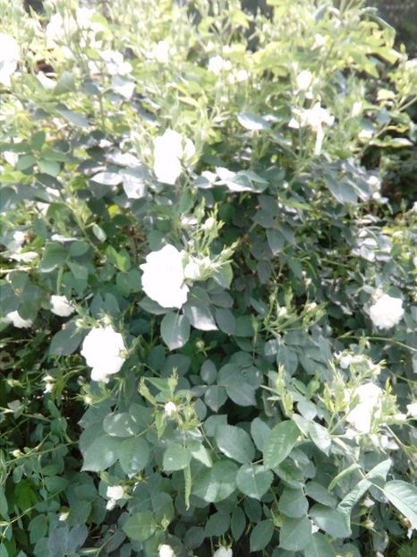 Alba tufa parfumat, 2017 - Old roses