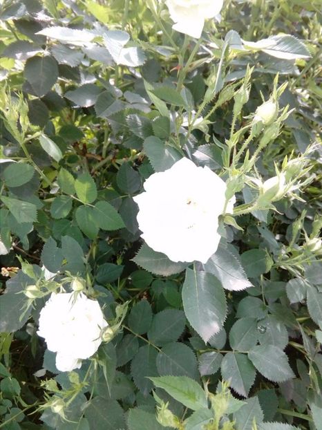 Alba tufa parfumat - Old roses