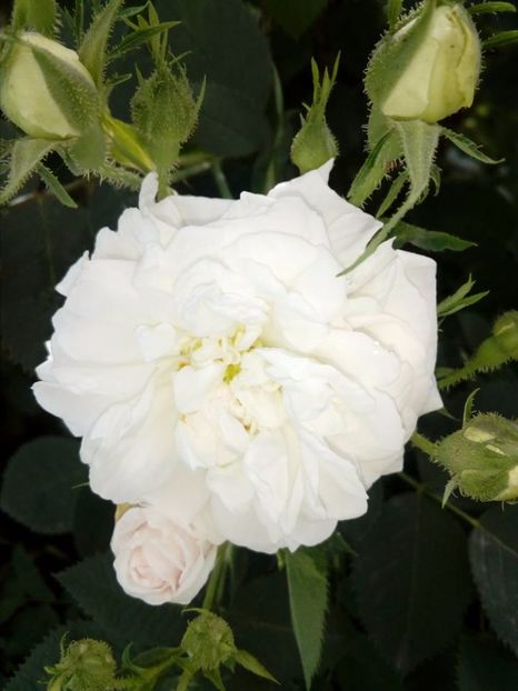 Alba tufa parfumat - Old roses