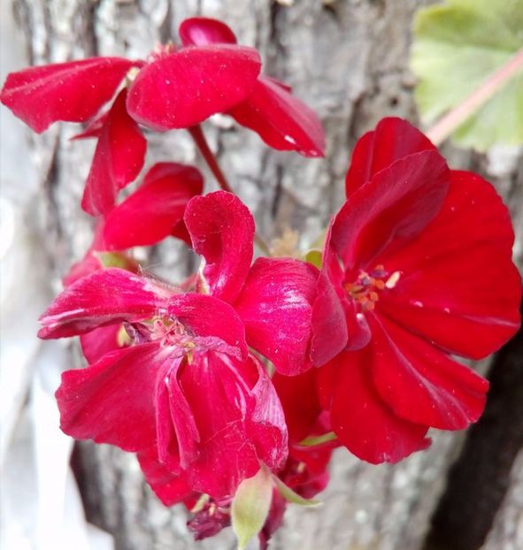  - plante de interior