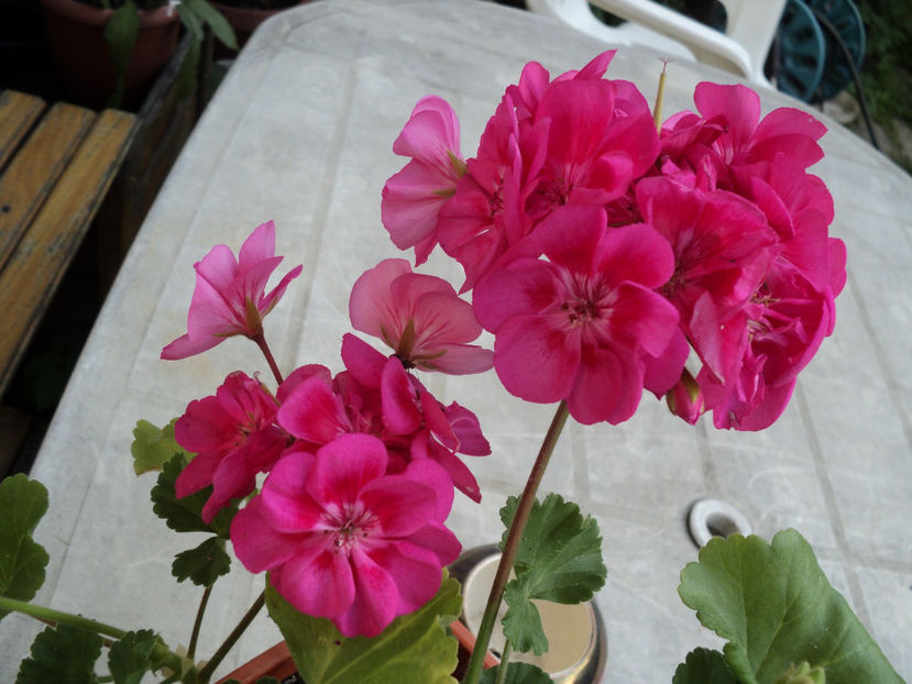 poze 2015 017 - Muscate 2017-2018- 2019-2020-2023-2024 - 2025