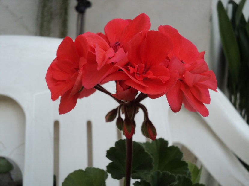 poze 2015 021 - Muscate 2017-2018- 2019-2020-2023-2024 - 2025