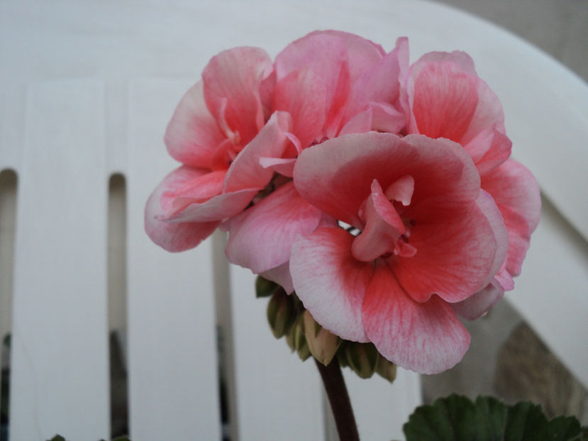 poze 2015 022 - Muscate 2017-2018- 2019-2020-2023-2024 - 2025