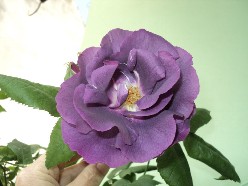 20 mai 2017 , primele flori - Rhapsody in blue