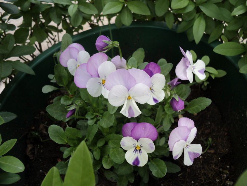 poze 2015 003 - DE PRIN CURTE