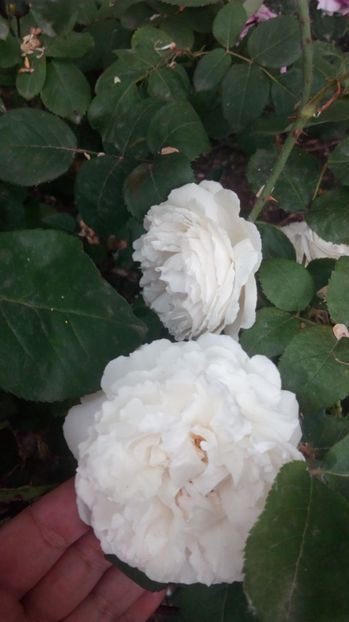  - Grădiniță de flori2017