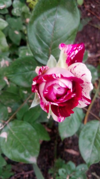  - Grădiniță de flori2017