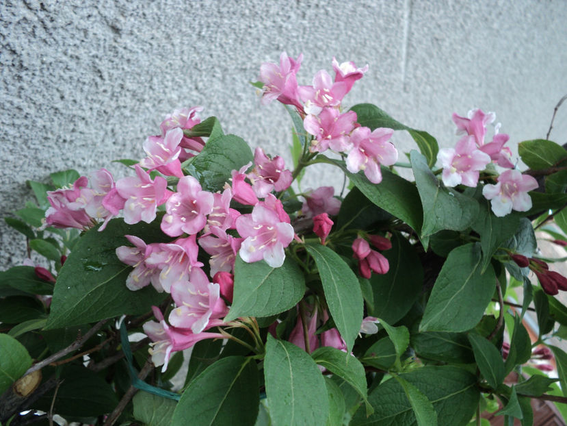 poze 2015 013 - DE PRIN CURTE