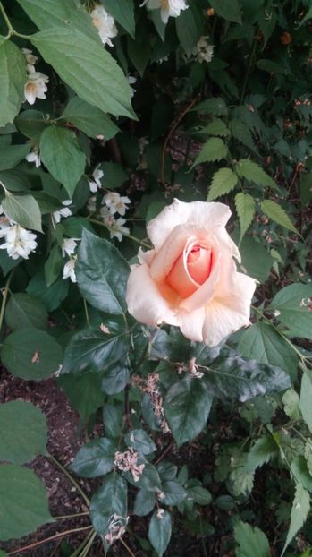  - Grădiniță de flori2017