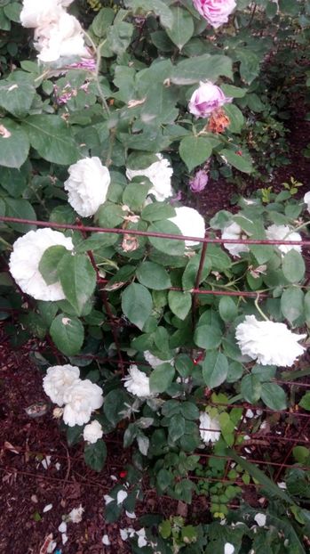  - Grădiniță de flori2017