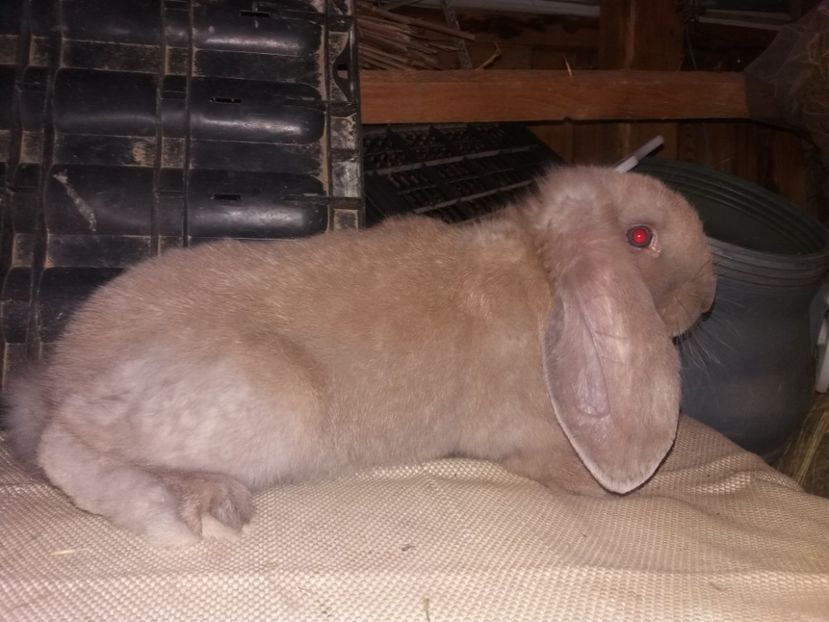 20.05.2017 - a_F_IZABELL_B