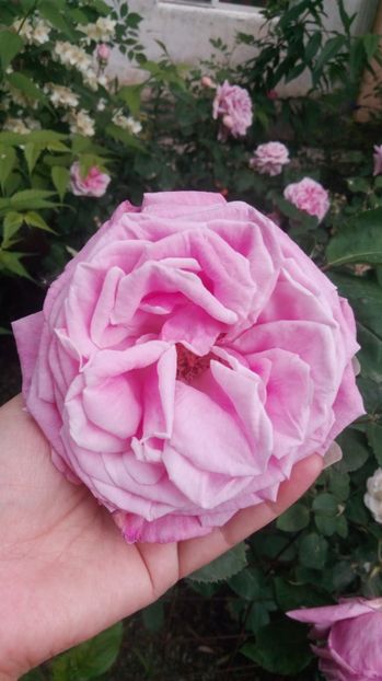  - Grădiniță de flori2017