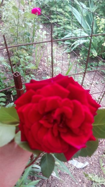  - Grădiniță de flori2017