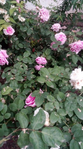  - Grădiniță de flori2017