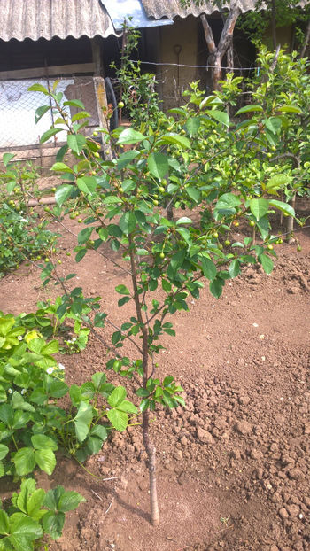 01 Mai 2017 - Visin soiul Safir