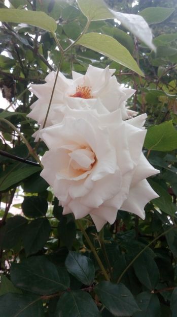  - Grădiniță de flori2017