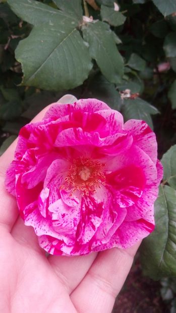  - Grădiniță de flori2017