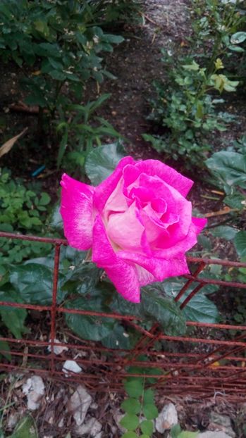  - Grădiniță de flori2017