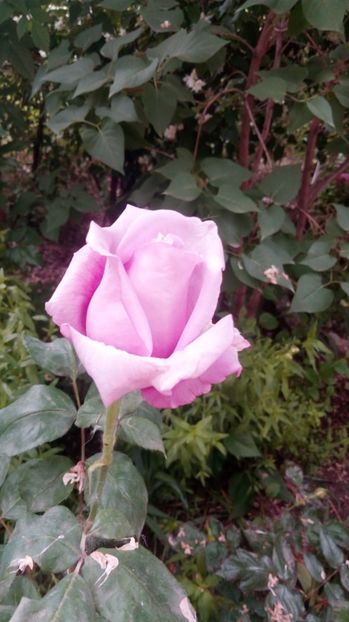 Sissi - Grădiniță de flori2017