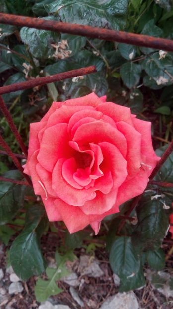 Monica - Grădiniță de flori2017