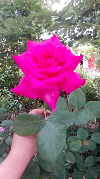  - Grădiniță de flori2017