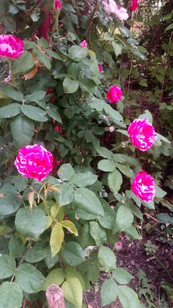  - Grădiniță de flori2017