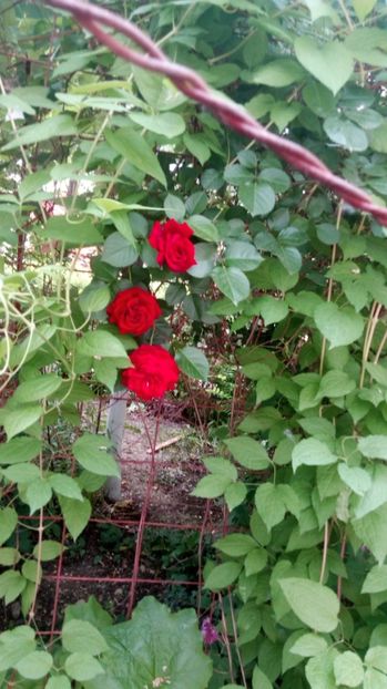 Don Juan - Grădiniță de flori2017