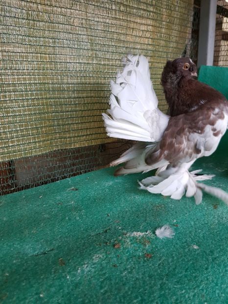 M 2016   7433, 1 - au fost VANDUTI