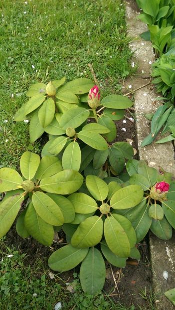  - Rhododendroni