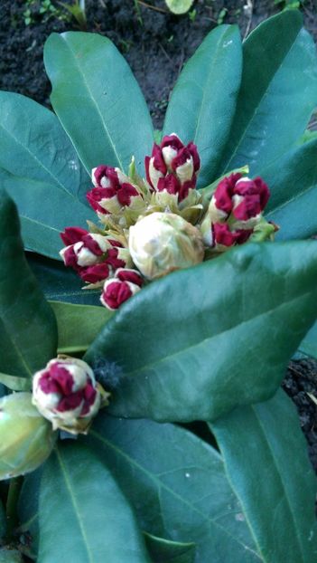  - Rhododendroni