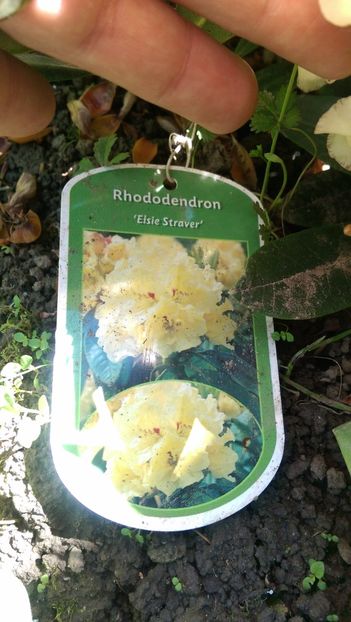  - Rhododendroni