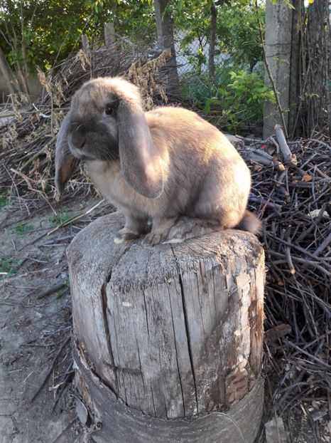  - 0_2 femela thuringer