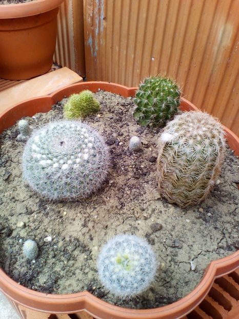  - cactusi 2017