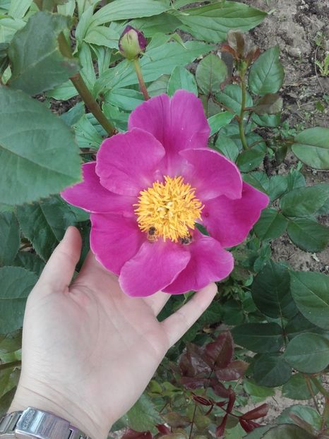  - ALTE FLORI