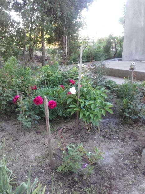 - ALTE FLORI
