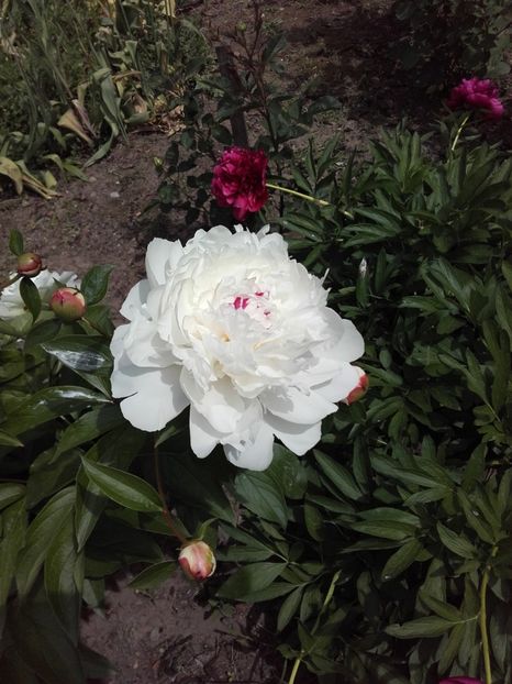  - ALTE FLORI