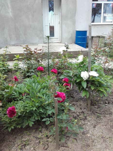  - ALTE FLORI