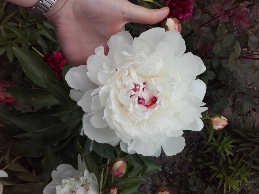  - ALTE FLORI