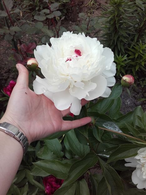 - ALTE FLORI