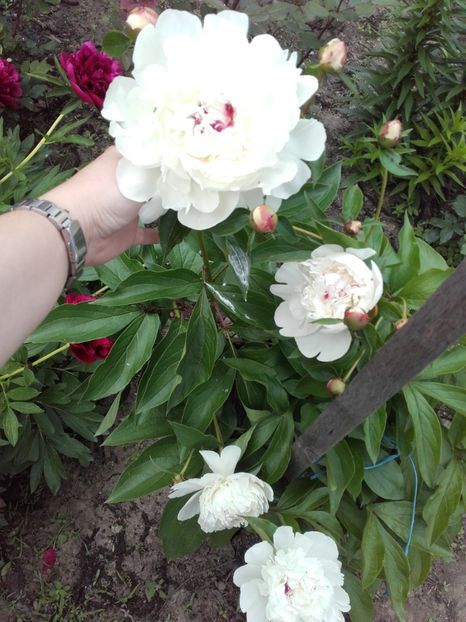  - ALTE FLORI