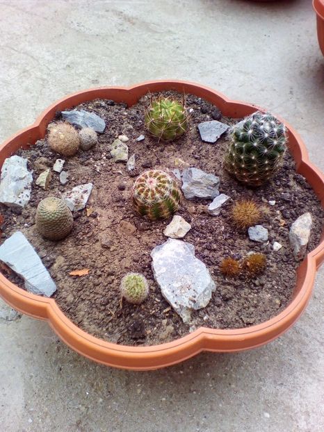  - cactusi 2017