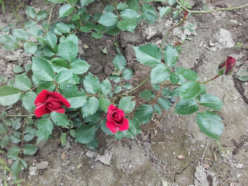 urcātor-parfumat - 19-Necunoscut-roşu-urcātor