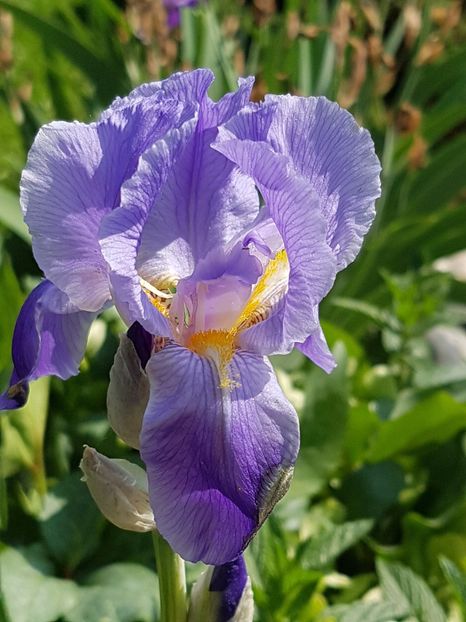 Iris superparfumat! - Mai 2017