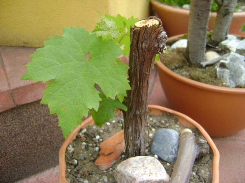 Forme si culori la mijloc de mai - Primavara 2017 bis