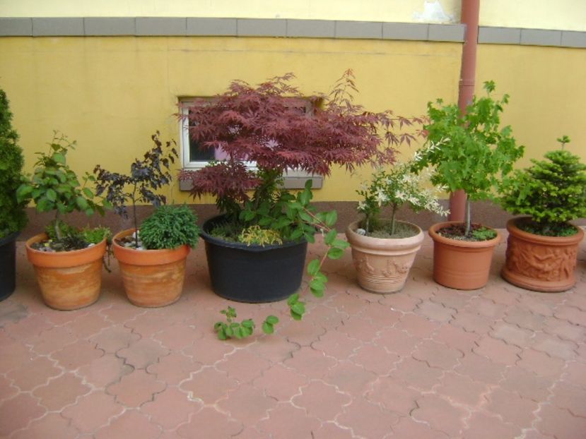 Forme si culori la mijloc de mai - Primavara 2017 bis