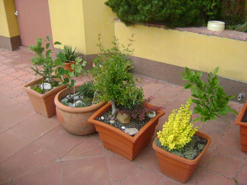 Forme si culori la mijloc de mai - Primavara 2017 bis